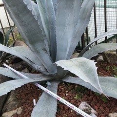 アガベ　ウィンテリアーナ　大株　特大株　青白の画像