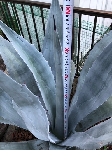 アガベ　ウィンテリアーナ　大株　特大株　青白