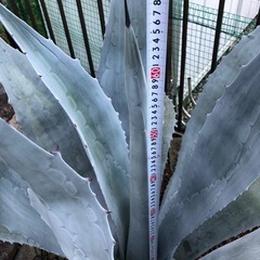 アガベ　ウィンテリアーナ　大株　特大株　青白の画像