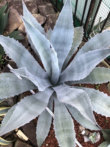 アガベ　ウィンテリアーナ　大株　特大株　青白