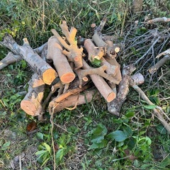 沢山あります　薪にどうぞの画像