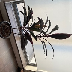 コルジリネターミナリス　アイチアカ　の画像