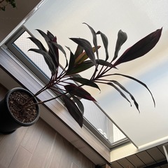 コルジリネターミナリス　アイチアカ　の画像