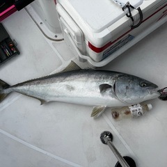 福井県で船釣りしませんか？