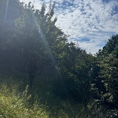 【限定3せセット】越前で実ったカリン無農薬カリン🍋シロップ･ジャム･カリン酒におすすめ✨️約1kgの画像