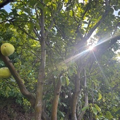 【限定3せセット】越前で実ったカリン無農薬カリン🍋シロップ･ジャム･カリン酒におすすめ✨️約1kgの画像