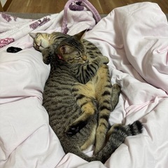 本日引取りに来れる方