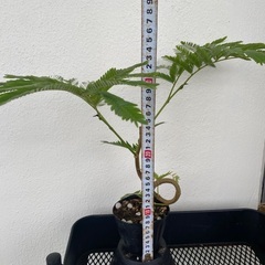 ⭐️くるくるエバーフレッシュ(実生)⭐️の画像