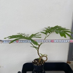 ⭐️くるくるエバーフレッシュ(実生)⭐️の画像