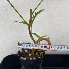 ⭐️くるくるエバーフレッシュ(実生)⭐️の画像