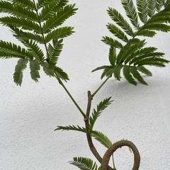 ⭐️くるくるエバーフレッシュ(実生)⭐️の画像