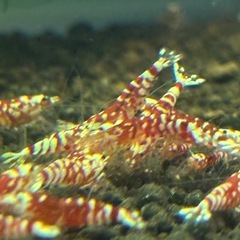 【価格改定】レッドファンシータイガーシュリンプの画像