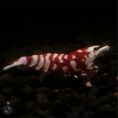【価格改定】レッドファンシータイガーシュリンプの画像
