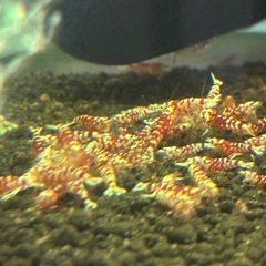 【価格改定】レッドファンシータイガーシュリンプの画像