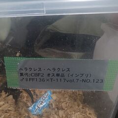 ヘラクレスオス単品(Hirokaさん血統)の画像