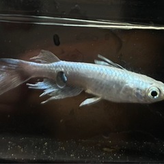 メダカ各種の画像