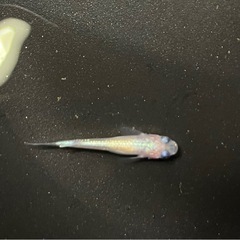 メダカ各種の画像