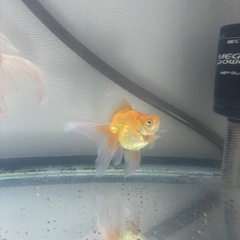 琉金 金魚 5cmの画像