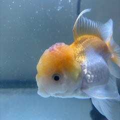 丹頂 オランダシシガシラ 金魚 10cmの画像