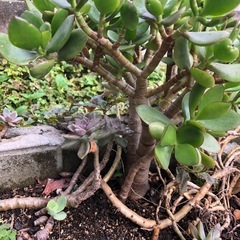 ★金の成る木★の画像