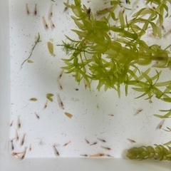 規格外🉐レッドチェリーシュリンプ　30匹　500円　🉐の画像