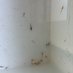 規格外🉐レッドチェリーシュリンプ　30匹　500円　🉐の画像