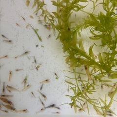 規格外🉐レッドチェリーシュリンプ　30匹　500円　🉐の画像