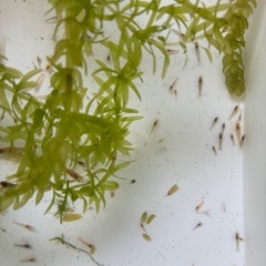 規格外🉐レッドチェリーシュリンプ　30匹　500円　🉐の画像