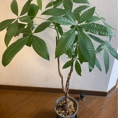 パキラ　観葉植物
の画像