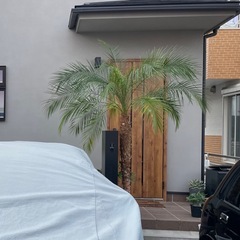 フェニックスロベレニーの画像