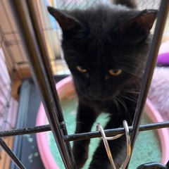 里親さん決まりました❗️シッポフサフサ❗️真っ黒甘えっ仔猫ちゃん