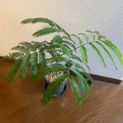 エバーフレッシュ　観葉植物の画像