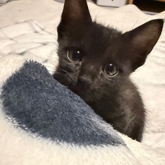 11月15日赤煉瓦譲渡会参加❣️2ヶ月の黒猫さん！まんまるお目目...