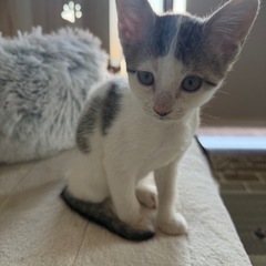 11月15日赤煉瓦譲渡会初参加❣️前髪ぱっつん、まつたけちゃん2ヶ月