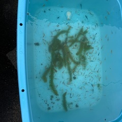 全品種統一価格　メダカ 生体 1匹〜購入可能　オロチ、ポニョ、桜小町、烏城三色、深海、カナリア、ミックス種の画像