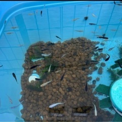 全品種統一価格　メダカ 生体 1匹〜購入可能　オロチ、ポニョ、桜小町、烏城三色、深海、カナリア、ミックス種の画像