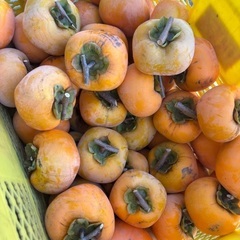 ひらたね柿種無し、大根、白菜、春菊などの画像