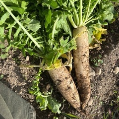 ひらたね柿種無し、大根、白菜、春菊などの画像