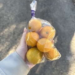 【金柑約8個】本庄産　野菜　無農薬　販売　まとめ売り　セットの画像