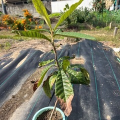 ビワの苗の画像