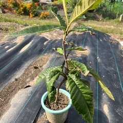 ビワの苗の画像