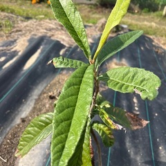 ビワの苗の画像