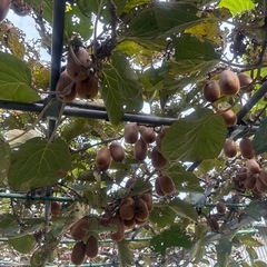 無農薬　キウイ　5個の画像