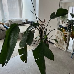 ストレチア　オーガスタ　の画像