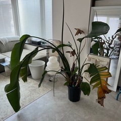 ストレチア　オーガスタ　の画像