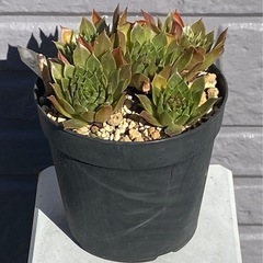 2025.4.29①   多肉植物　センペルビウム　レグニの画像