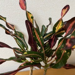 観葉植物　クロトン　レア品種の画像