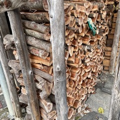 山桜最終在庫特売の画像