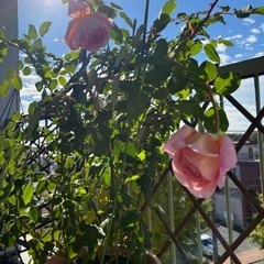 希少イングリッシュローズ アブラハムダービー 花付大苗の画像