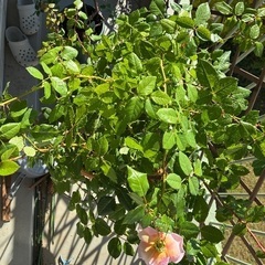 希少イングリッシュローズ アブラハムダービー 花付大苗の画像